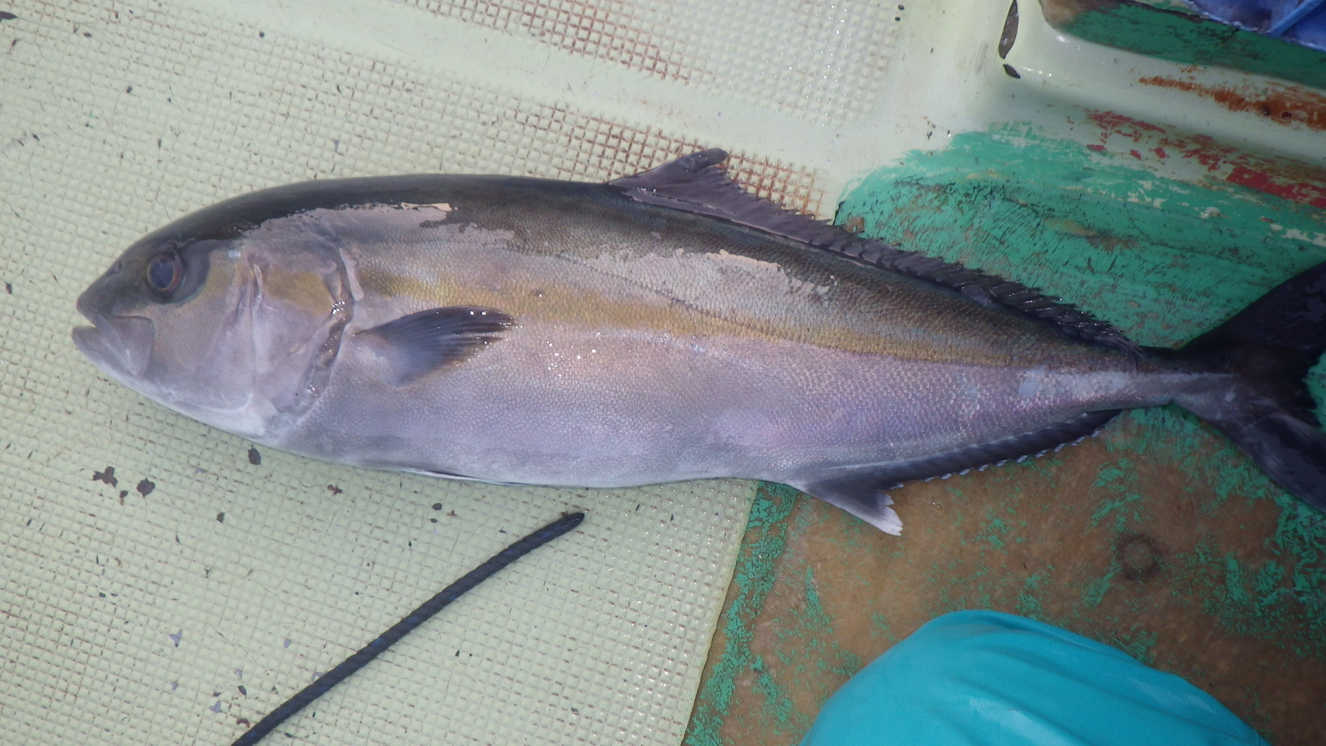 ハダムシ 歌魚風月