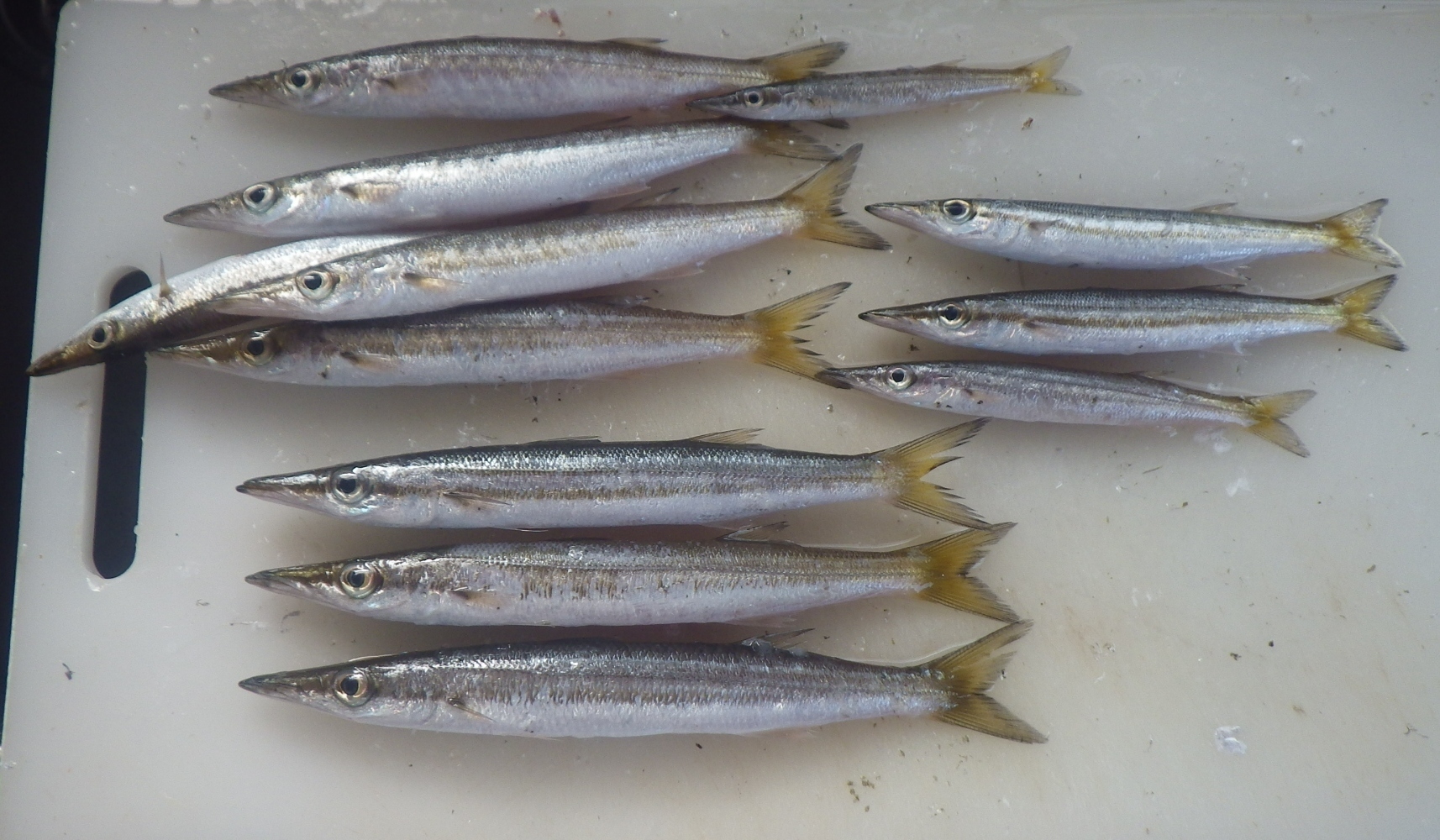 カマス食べ比べ 歌魚風月