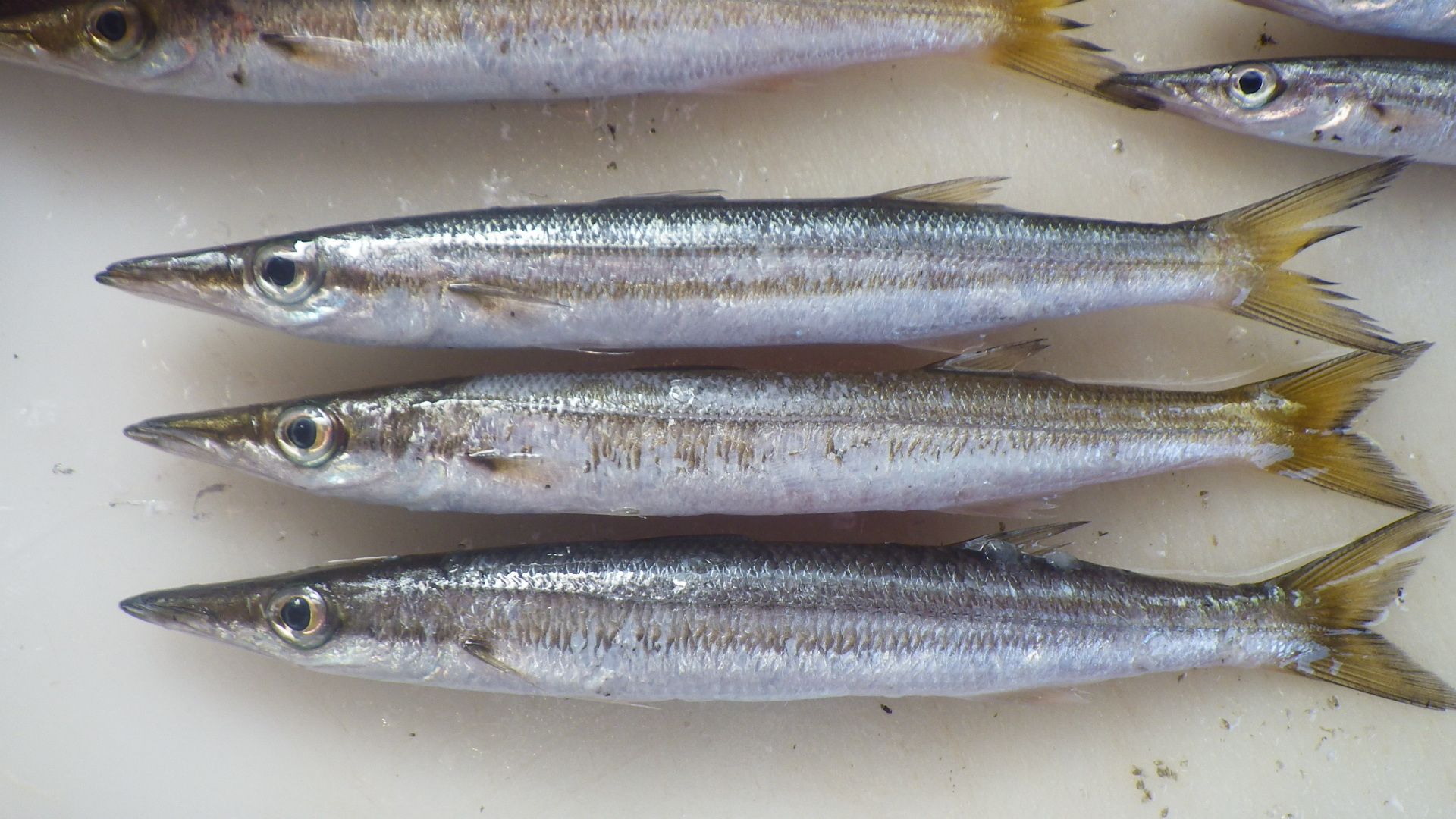 カマス食べ比べ 歌魚風月