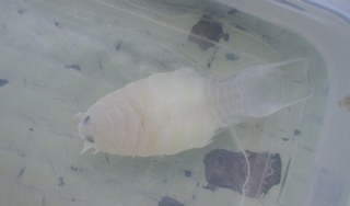 2018_0716_044938-IMGP8767.JPG