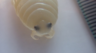 2018_0716_104046-IMGP8789.JPG