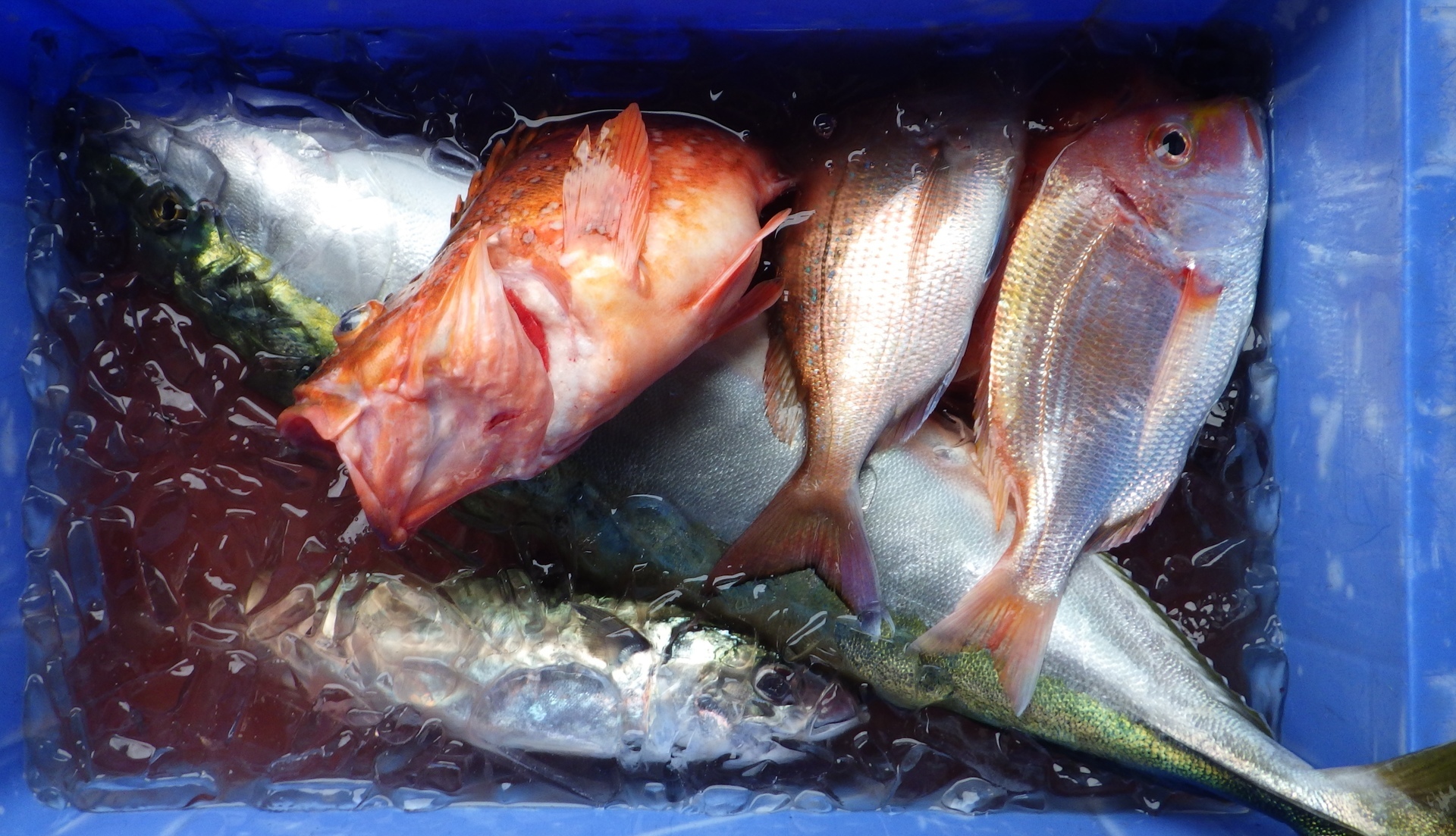 寄生虫 15 歌魚風月