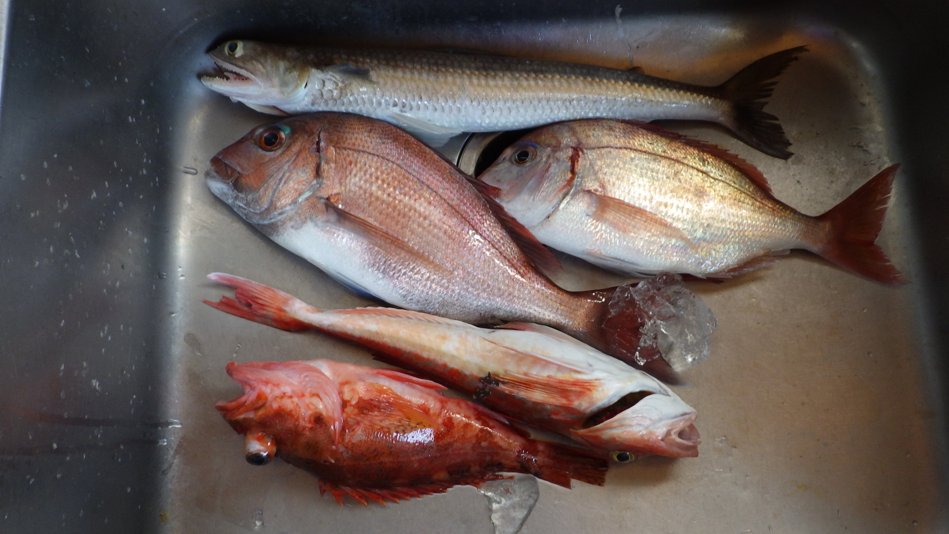 寄生虫 15 歌魚風月