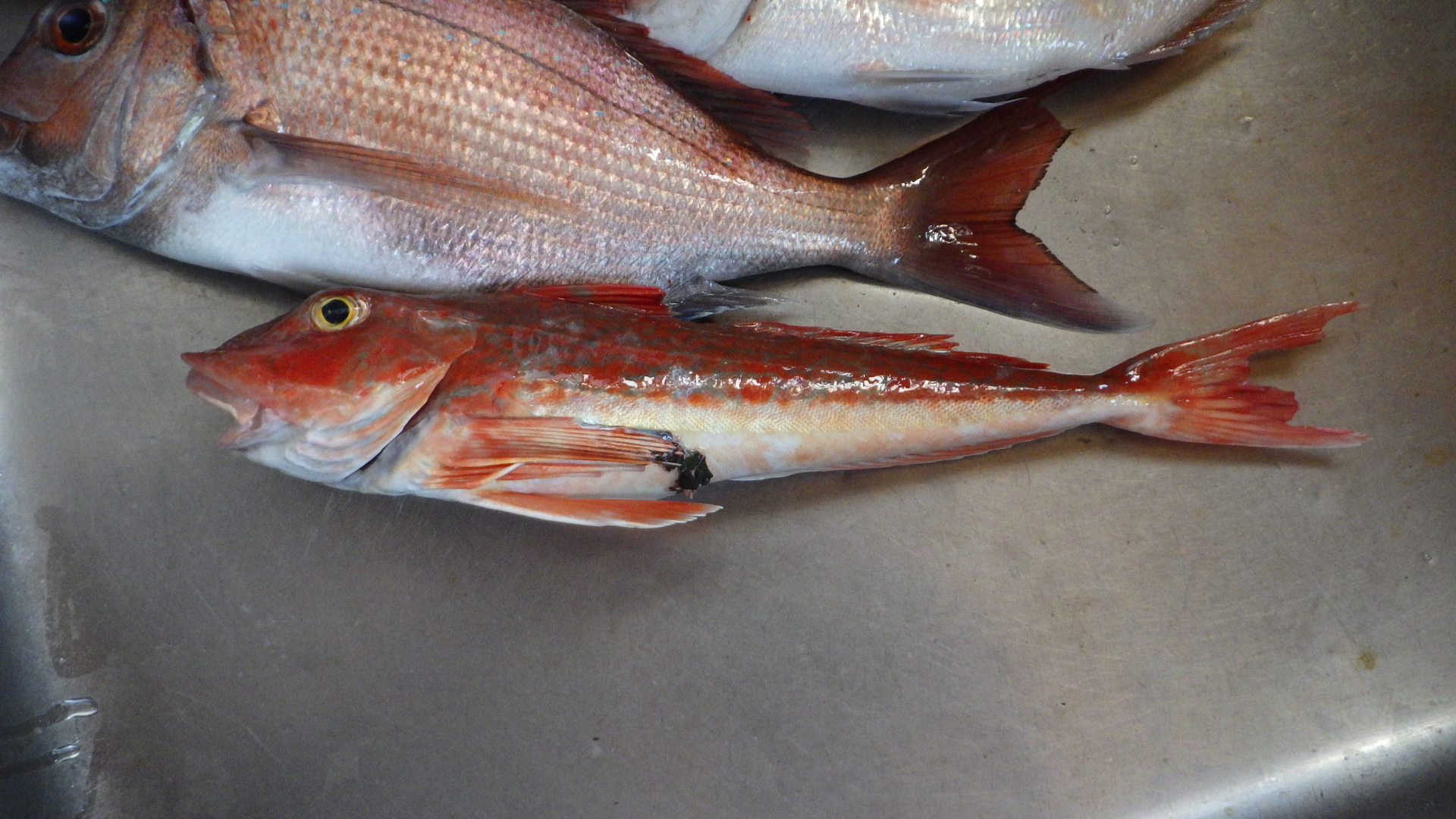 寄生虫 15 歌魚風月