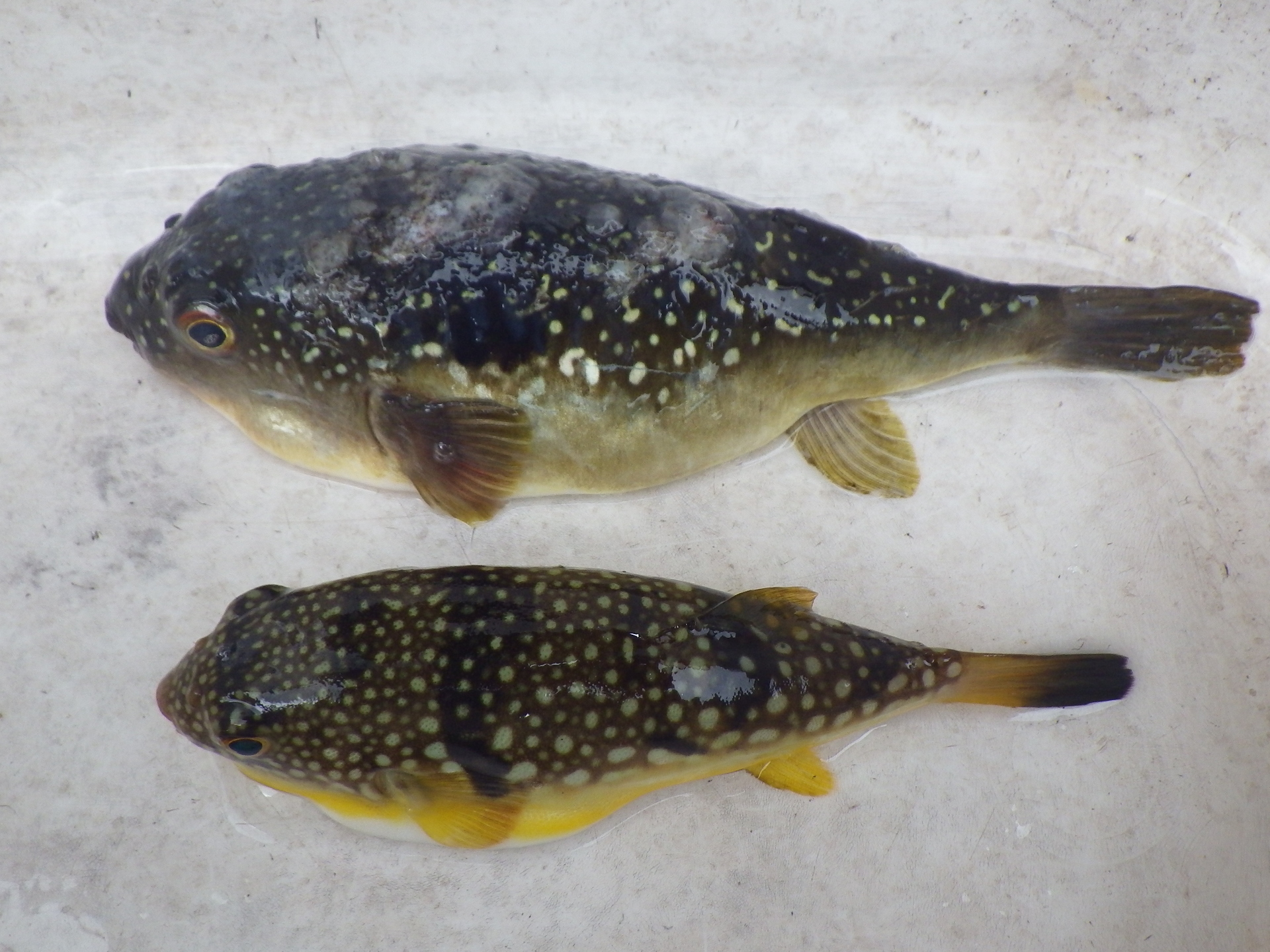 生物 145 歌魚風月