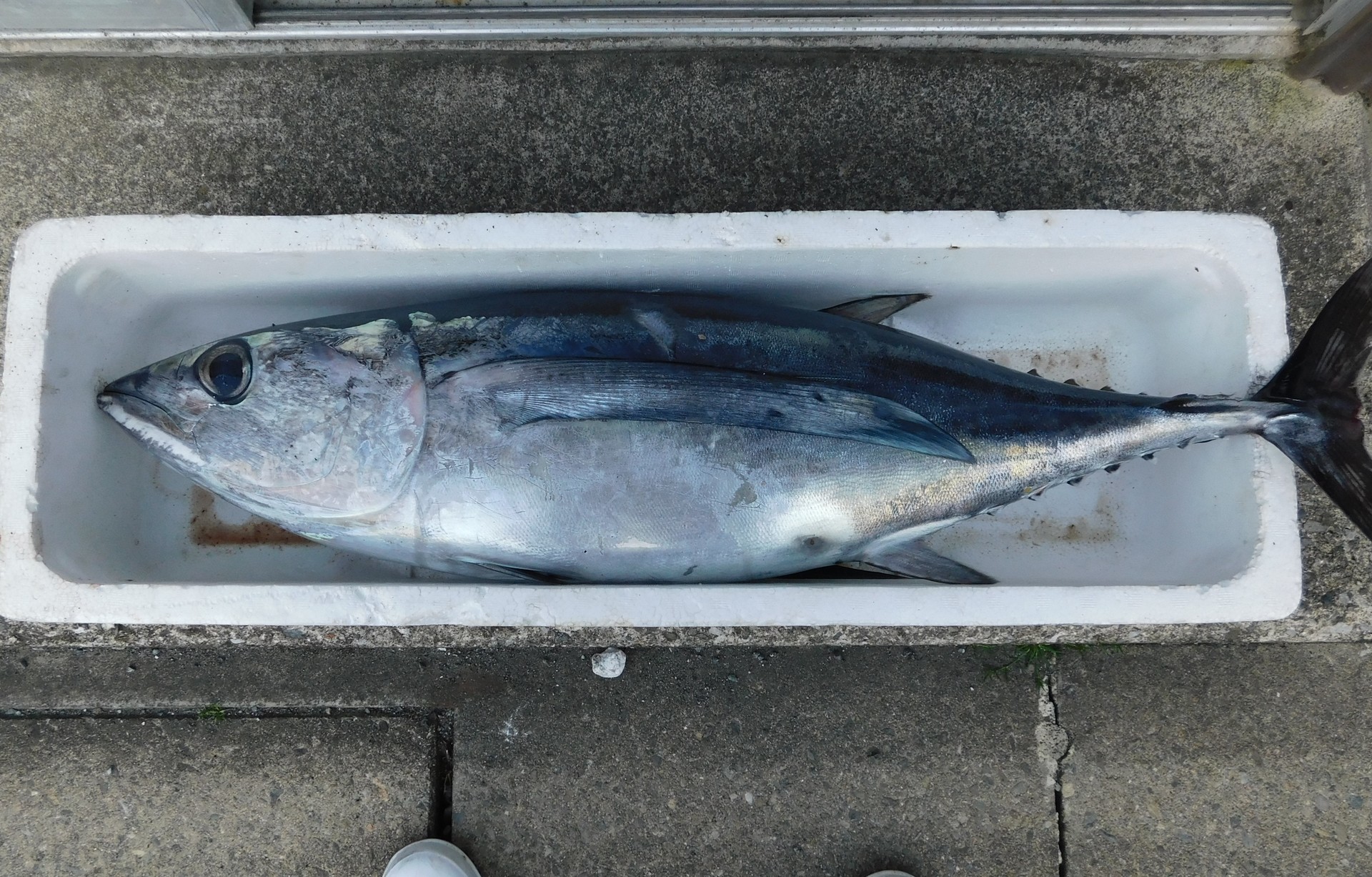 ビンナガ寄生虫 歌魚風月