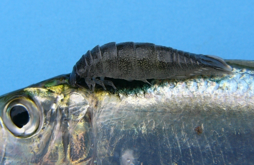 ウオノギンカ属 歌魚風月