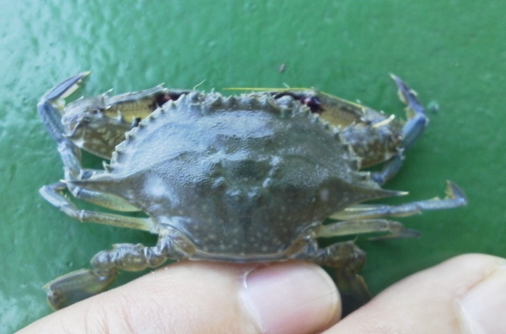 今日は カニ 歌魚風月