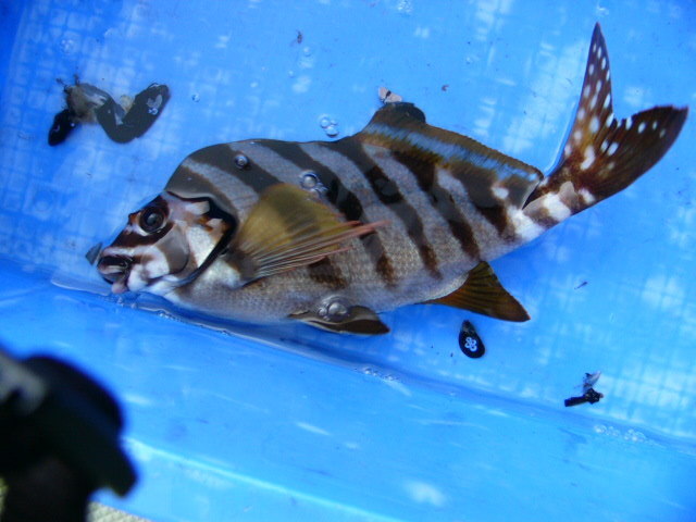 タカサゴ科 歌魚風月