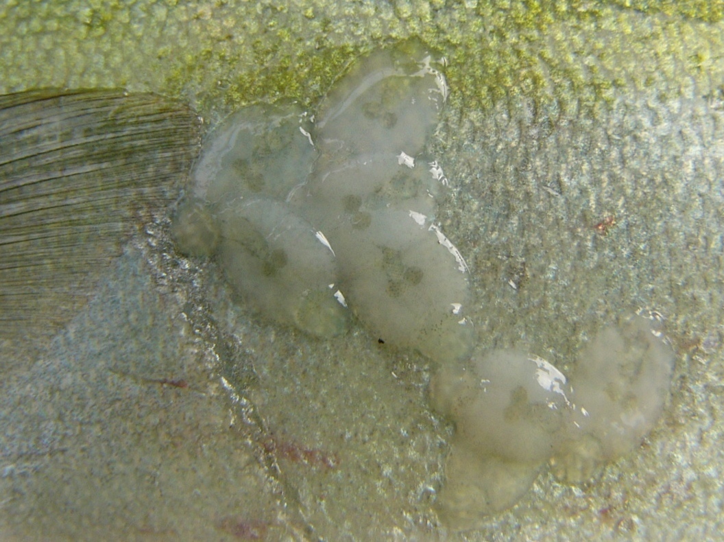 初めての寄生虫 歌魚風月