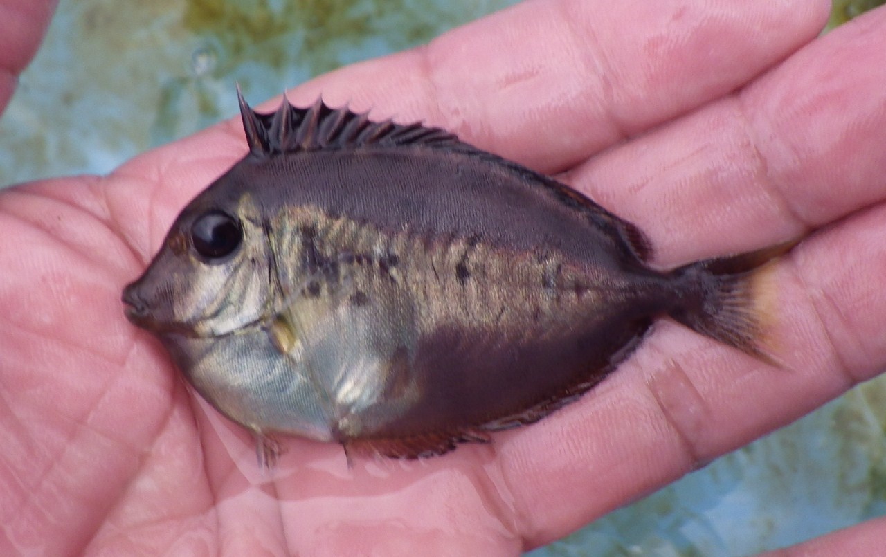 幼魚 歌魚風月