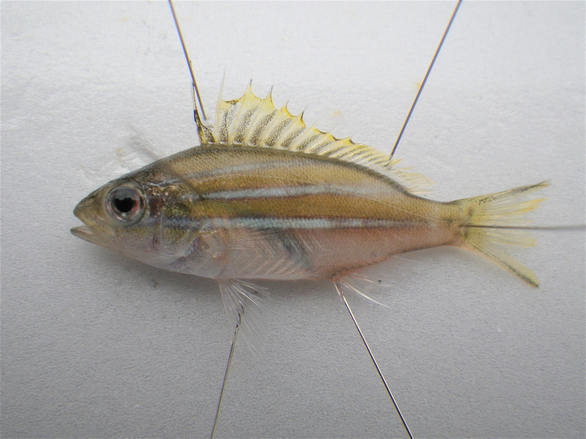 ベンガルとヨスジフエダイの観察 歌魚風月